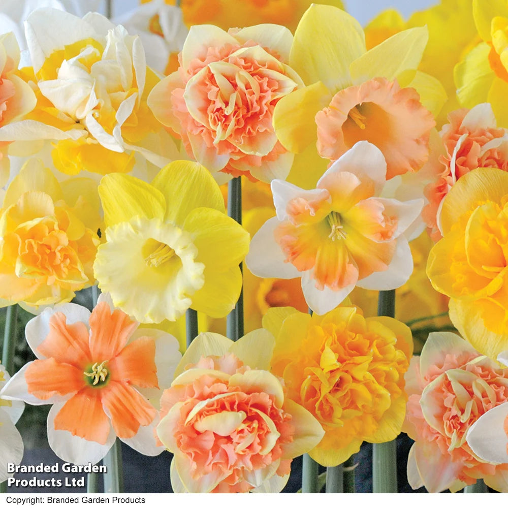 Thompson & Morgan Fragrant Narcissus 'Citrus Sorbet' - 40 Bulbs