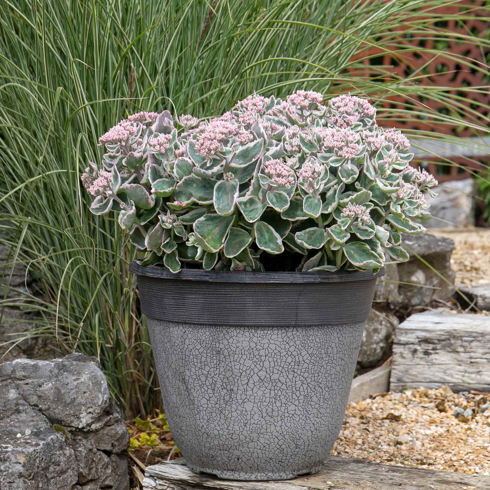 Sedum 'seduction La Vie En Rose' - Compact Variegated Perennial 9cm Plants | 1 x 9cm | Pink