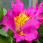 Alstroemeria 'inticancha Sunstar' Perennial | 1 x 2L | Green & Pink