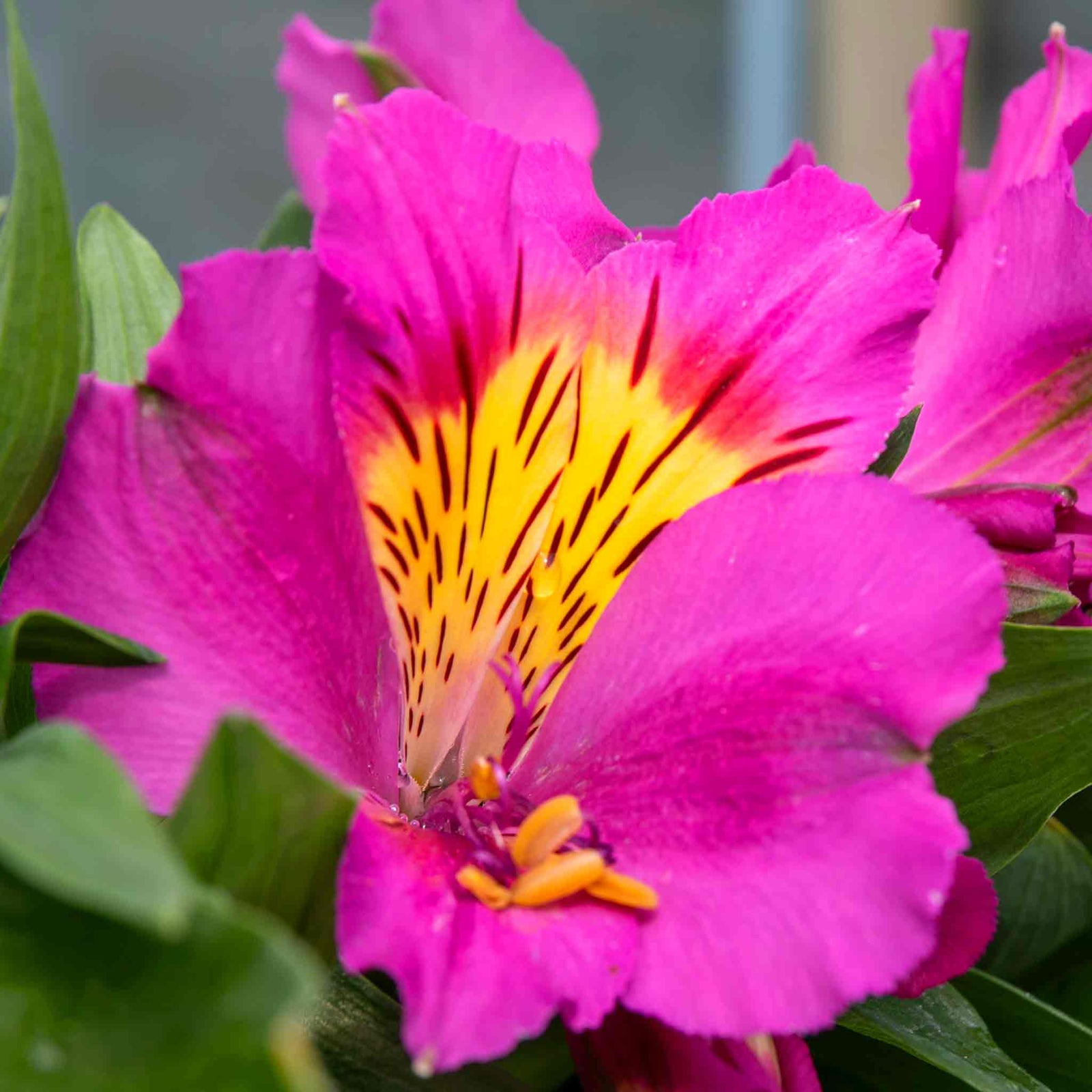 Alstroemeria 'inticancha Sunstar' Perennial | 1 x 2L | Green & Pink