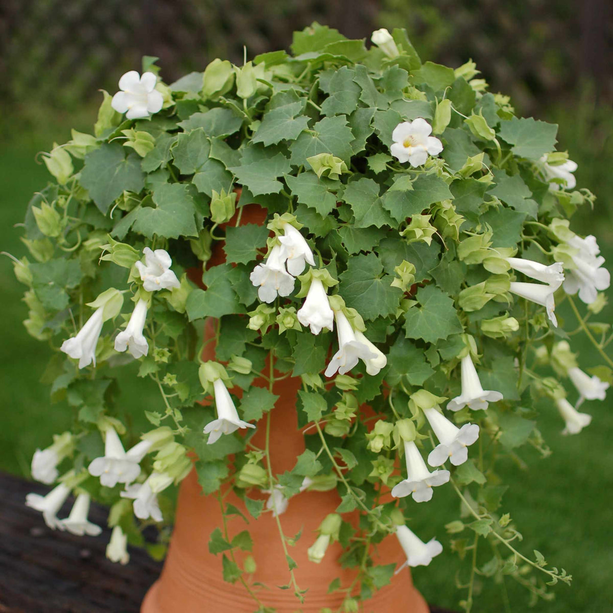 Lofos 'compact White' Trailing Bedding Plug Plants | Set of 12 | White