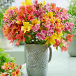 Alstroemeria Hybrid Mix Bare Roots | Set of 10