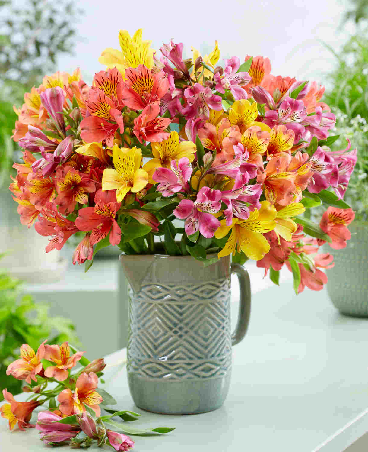 Alstroemeria Hybrid Mix Bare Roots | Set of 10