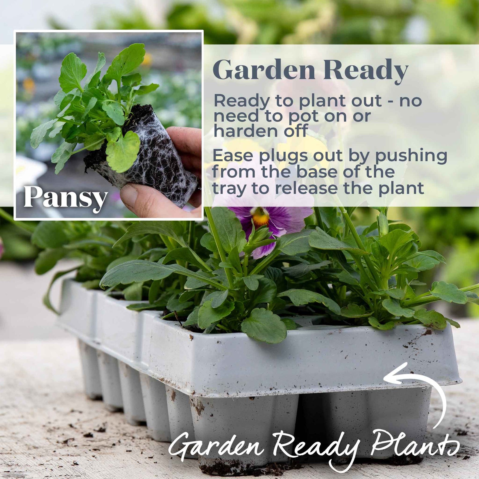 Pansy Matrix Blotched Mix Pro Grower Plugs | 12 x Pro Grower Plugs | Mixed