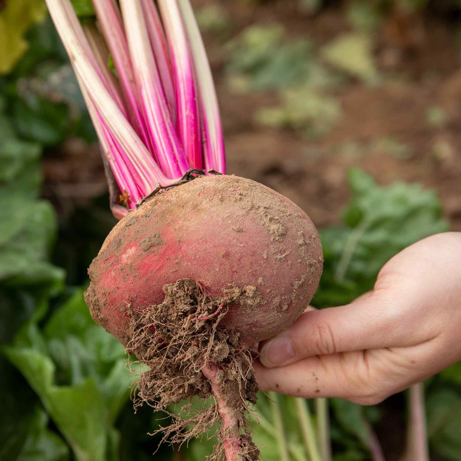 Beetroot 'quattro Gourmet Mix' - 12 Professional Grower Plugs | 12 x Pro Grower Plugs | Yellow