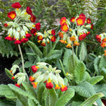 Exclusive Primula Sunset Shades 3 In 9cm Pots And Zinc Planter