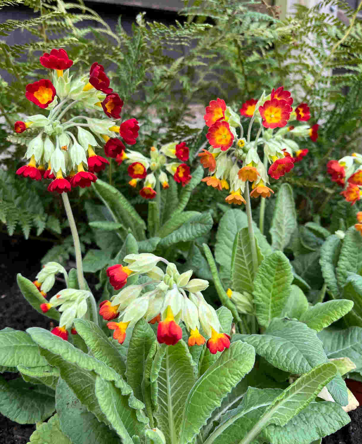 Exclusive Primula Sunset Shades 3 In 9cm Pots And Zinc Planter