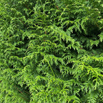 5x Thuja Plicata Gelderland Western Red Cedar Trees 3-4ft Supplied In 2 Litre Pots