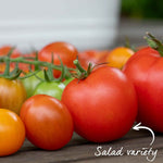 Cordon Tomato 'paoline' Blight-resistant Medium Red Jumbo Plugs | Set of 3