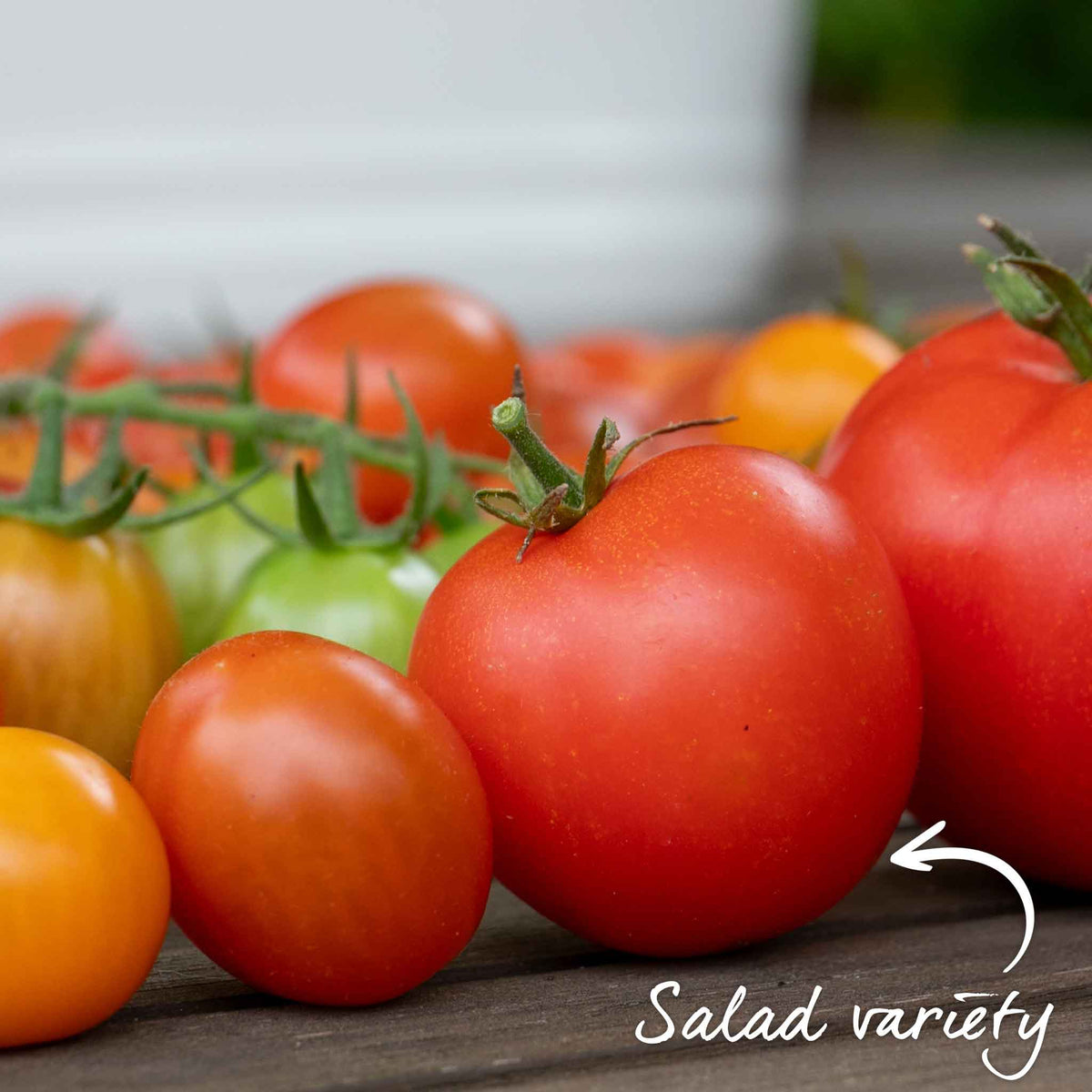Cordon Tomato 'shirley' - Disease-resistant And Deep-flavoured 9cm Plants | Set of 6