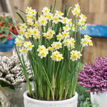Daffodil 'minnow' Dwarf Fragrant Rhs Agm | 20 x Bulbs | Teal & Yellow