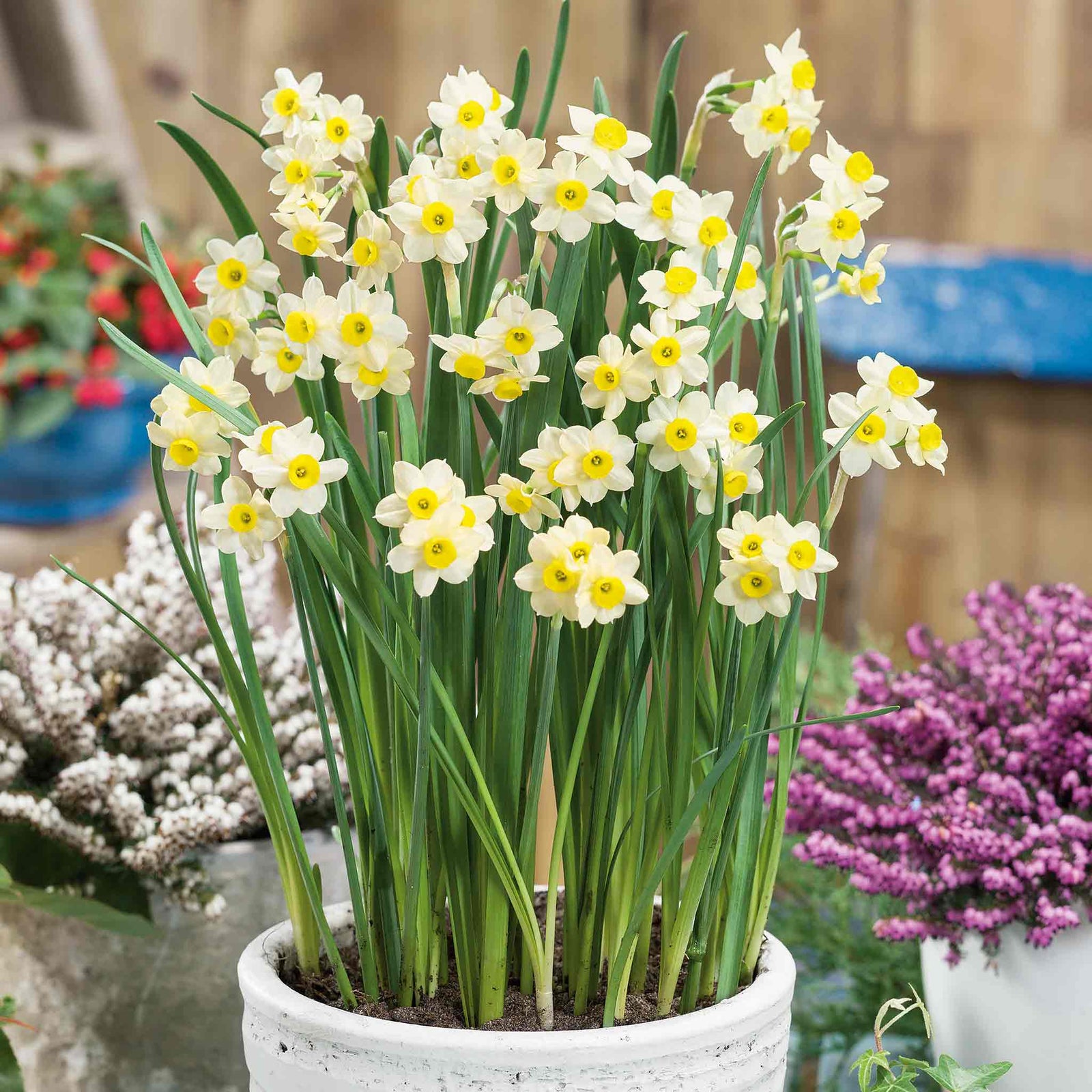 Daffodil 'minnow' Dwarf Fragrant Rhs Agm | 20 x Bulbs | Teal & Yellow
