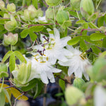 Passiflora 'constance Elliot' 3l Climbing Passion Flower White | Set of 1 | Green & White