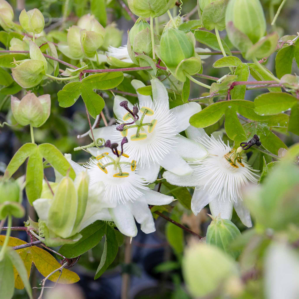 Passiflora 'constance Elliot' 3l Climbing Passion Flower White | Set of 1 | Green & White