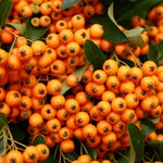 Pyracantha Golden Charmer Evergreen Garden Shrub