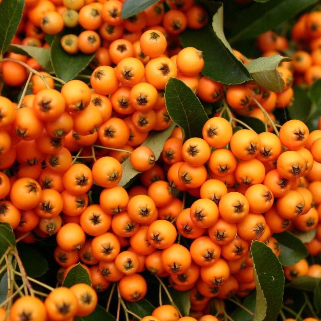 Pyracantha Golden Charmer Evergreen Garden Shrub