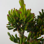 Jade Plant - Crassula Ovata 'hobbit' - Height 55-60cm - ⌀30cm | Set of 1 | Green