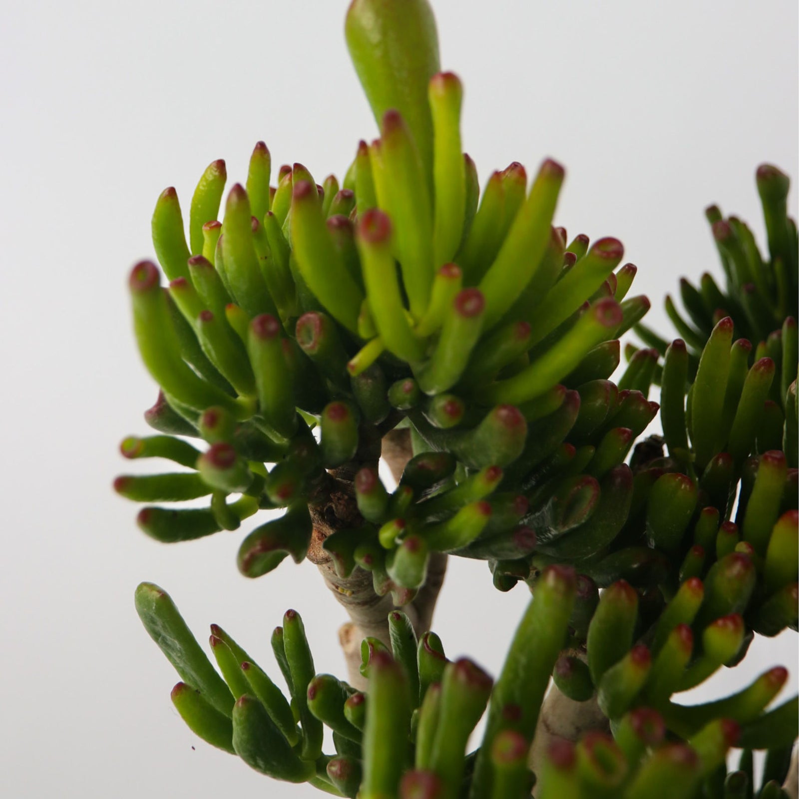 Jade Plant - Crassula Ovata 'hobbit' - Height 55-60cm - ⌀30cm | Set of 1 | Green