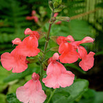 Salvia Select Mix - Young Plants | 12 x Plug Plants | Multi