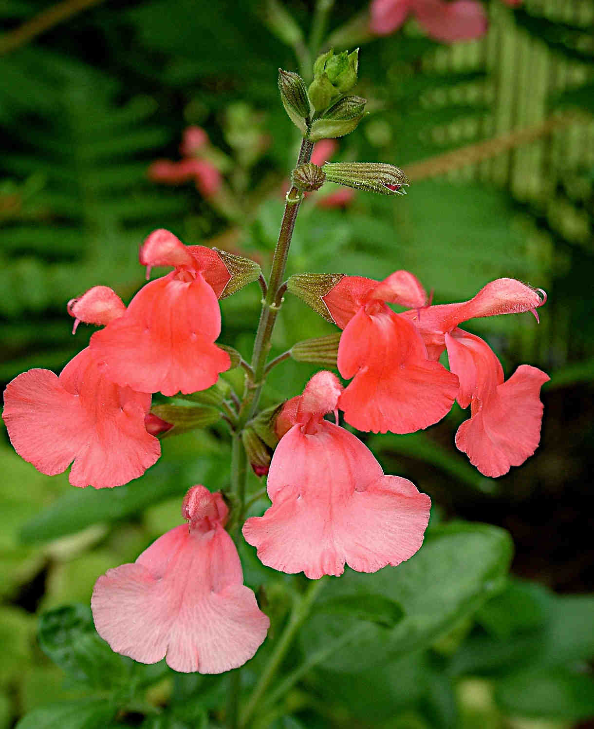 Salvia Select Mix - Young Plants | 12 x Plug Plants | Multi