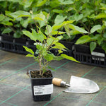 Mulberry 'mojo Berry' | 3 x 7cm Plants