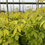 Acer Negundo Kellys Gold Maple Tree 5-6ft Supplied In A 7.5 Litre Pot