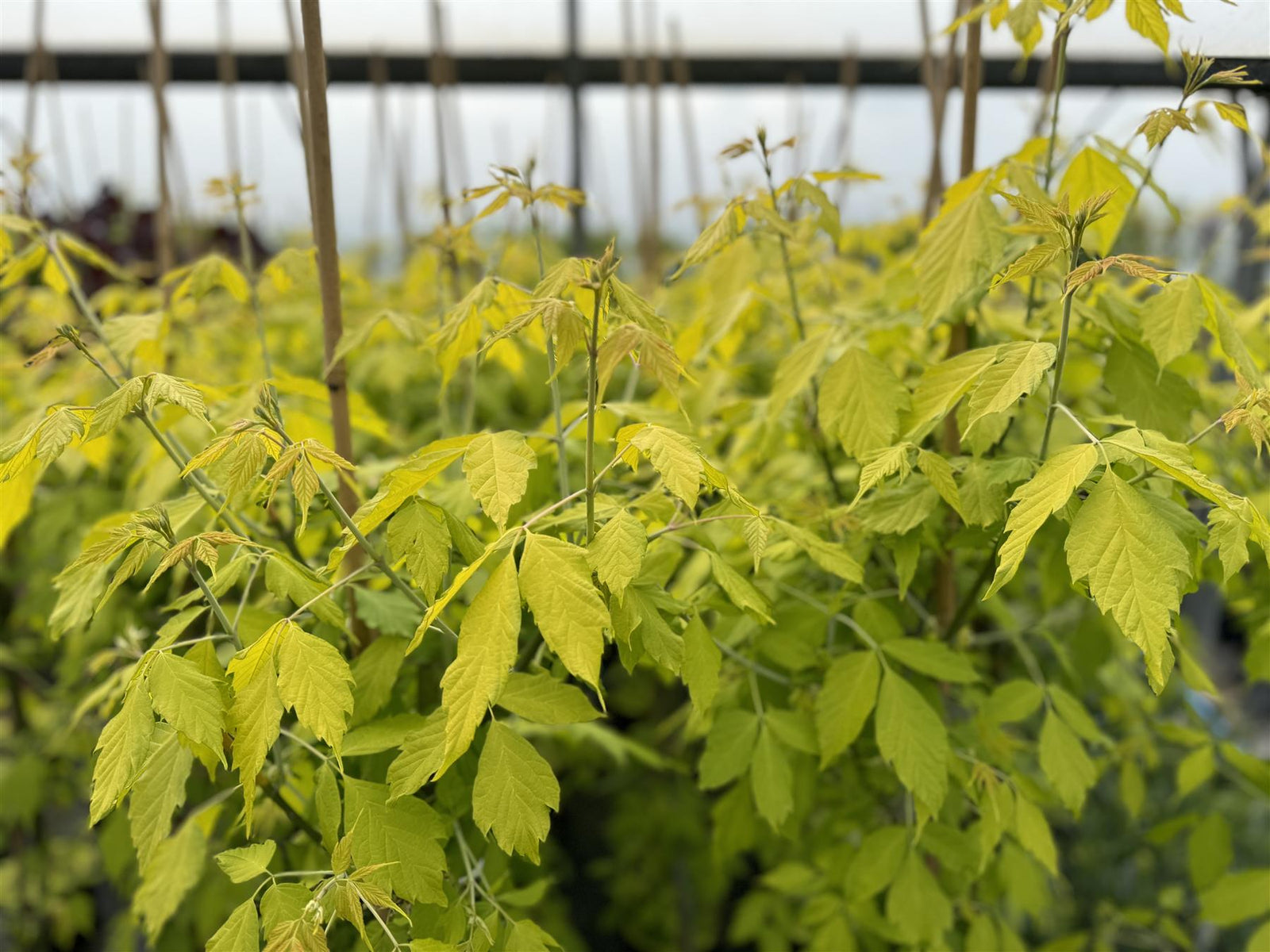 Acer Negundo Kellys Gold Maple Tree 5-6ft Supplied In A 7.5 Litre Pot
