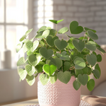 Gum Bush - 2 Pcs. - Eucalyptus 'botanic Hearts' - Height 35-45cm - ⌀15cm | Set of 2 | Yellow
