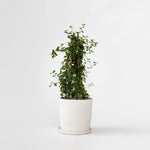 Californian Lilac - Ceanothus Thyrsiflorus Repens - Height 60-70cm - ⌀17cm | Set-of-1 | Blue