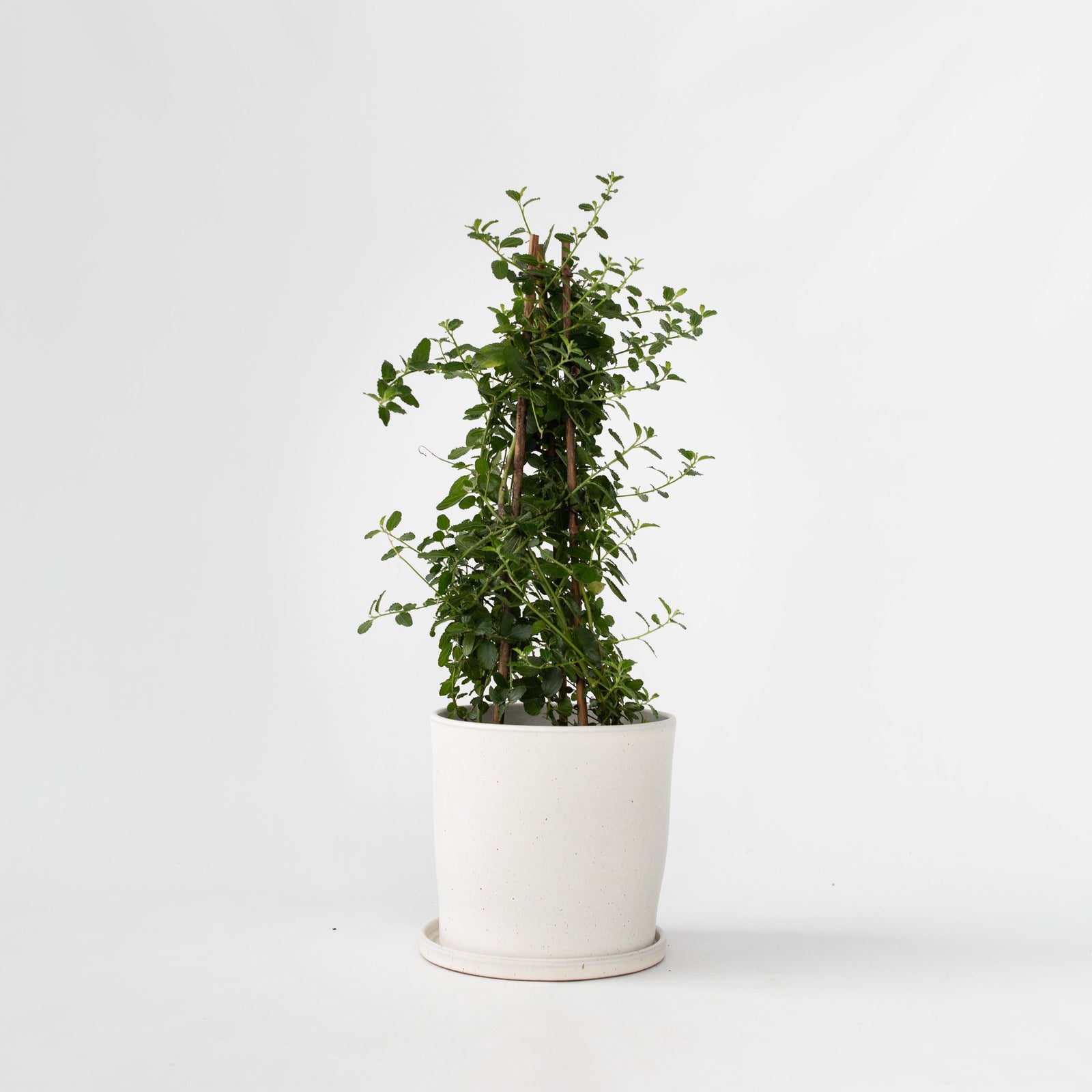 Californian Lilac - Ceanothus Thyrsiflorus Repens - Height 60-70cm - ⌀17cm | Set-of-1 | Blue