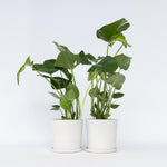 Swiss Cheese Plant - 2 Pcs. - Monstera Deliciosa - Height 50-60cm - ⌀17cm | Set of 2 | Green