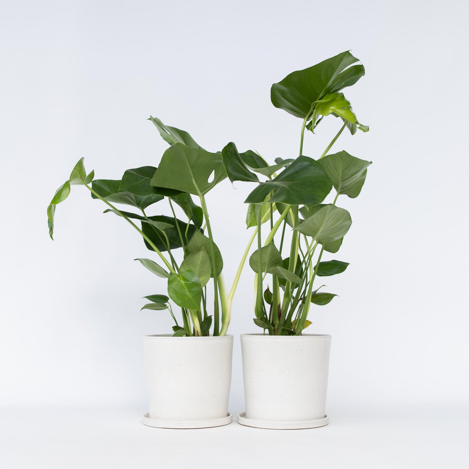 Swiss Cheese Plant - 2 Pcs. - Monstera Deliciosa - Height 50-60cm - ⌀17cm | Set of 2 | Green