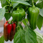 Sweet Pepper 'big Ben' Plant | 6 x 9cm | Red