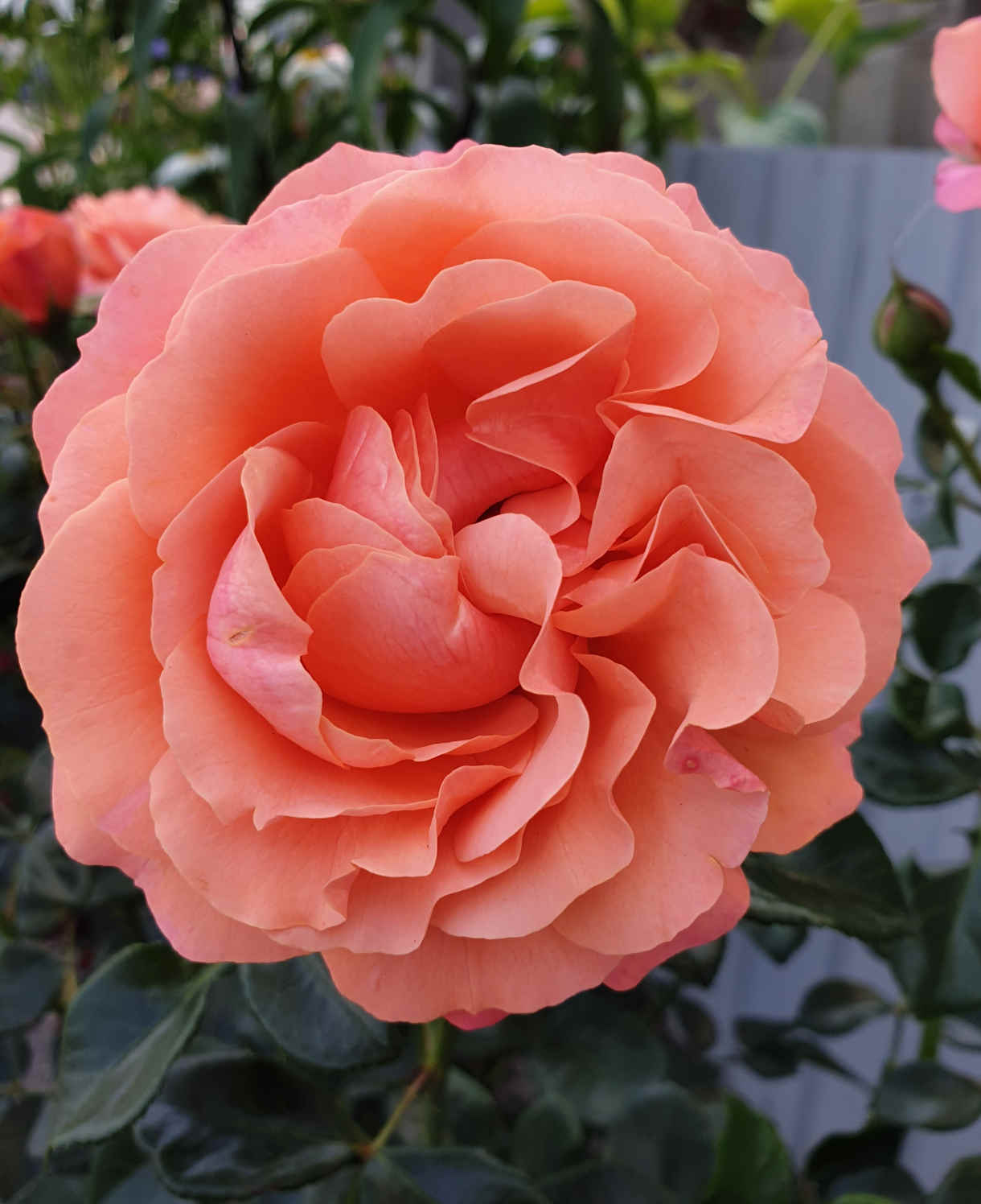 Rosa Coral Gardens - Rose Of The Year 2026 | Set-of-1