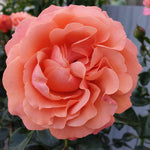 Rosa Coral Gardens - Rose Of The Year 2026 | Set-of-3