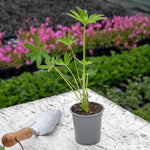 Lupin 'legendary Blue Shades' - Blue & Violet Perennial Spires | 6 x Jumbo Plugs | Violet