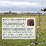 Apple Tree Greensleeves, M26 Semi-dwarf, Bare-root | 1 x Bare Root | Orange & Yellow