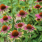 Echinacea 'green Twister' - Two-tone Pollinator-friendly Perennial | 1 x 9cm