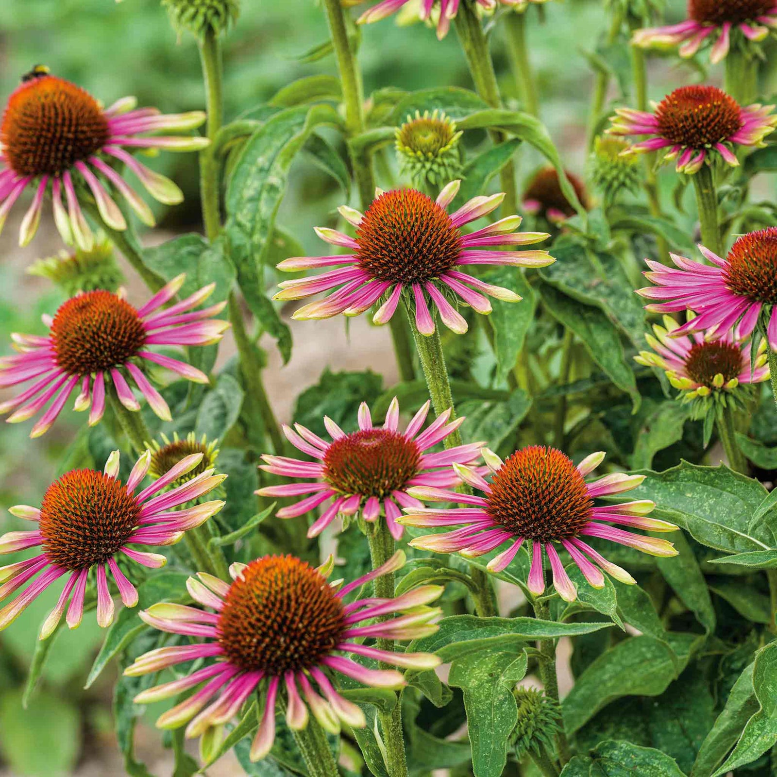 Echinacea 'green Twister' - Two-tone Pollinator-friendly Perennial | 1 x 9cm