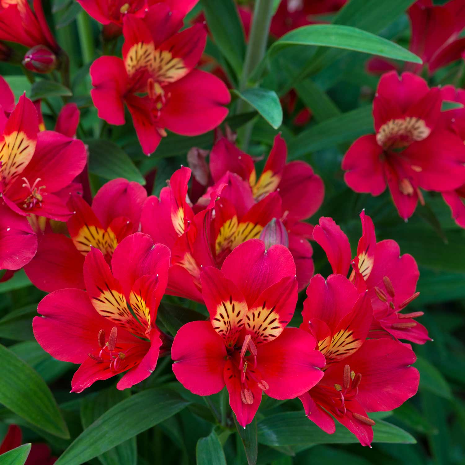 Alstroemeria Collection - 3 Hot-coloured Varieties | 1 x Jumbo Plug Plants | Multi