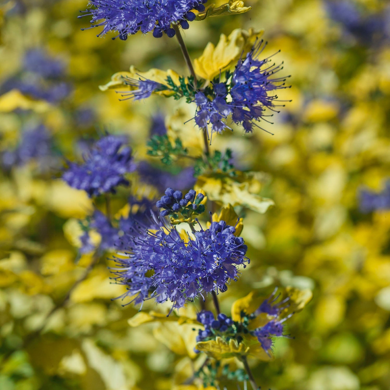 Caryopteris Incana 'sunshine Blue' Shrub | 1 x 3L | Blue & Yellow