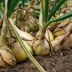 Ailsa Craig Onion Seeds | 500 Seeds