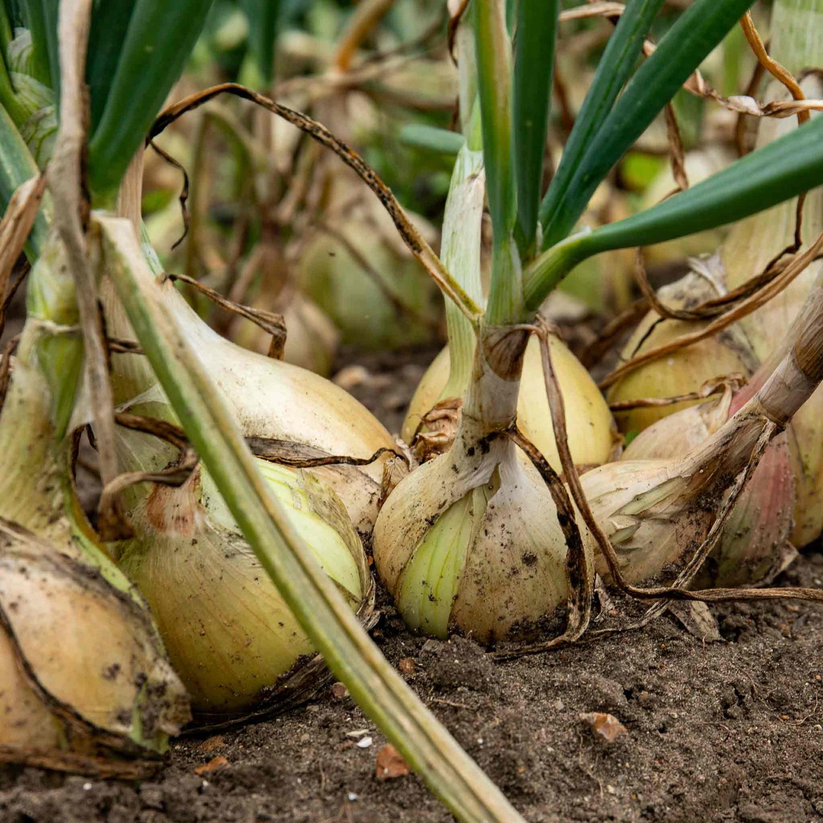 Ailsa Craig Onion Seeds | 500 Seeds