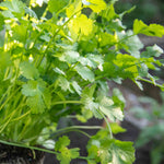 Coriander Plant Large Potted 35cm | 1 x 1L | Green