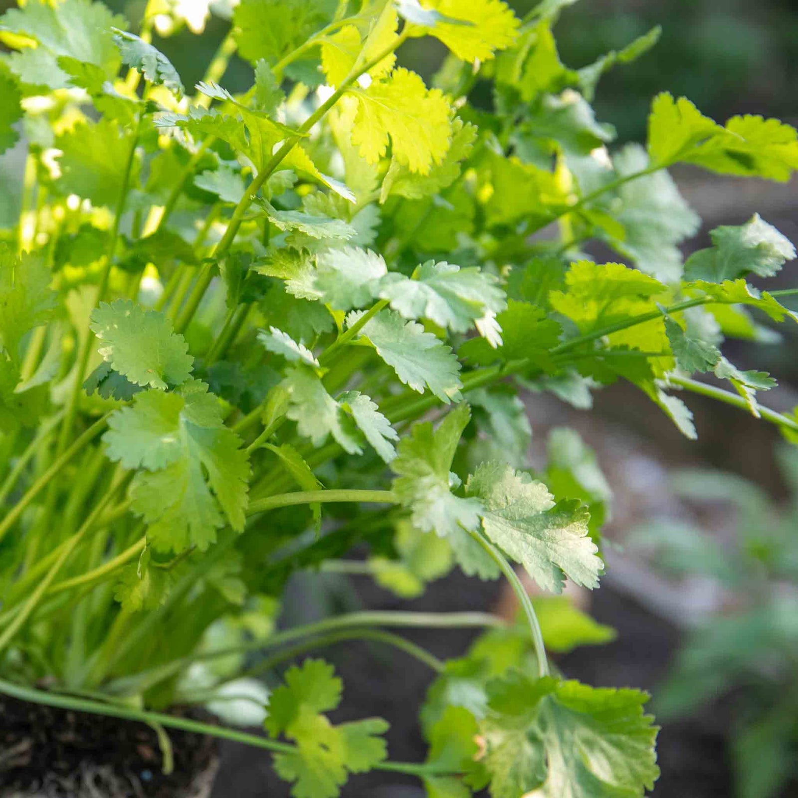 Coriander Plant Large Potted 35cm | 1 x 1L | Green