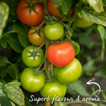 Grafted Cordon Tomato 'resibella' - Blight-resistant, Heavy-yielding 7cm Plant | Set of 1