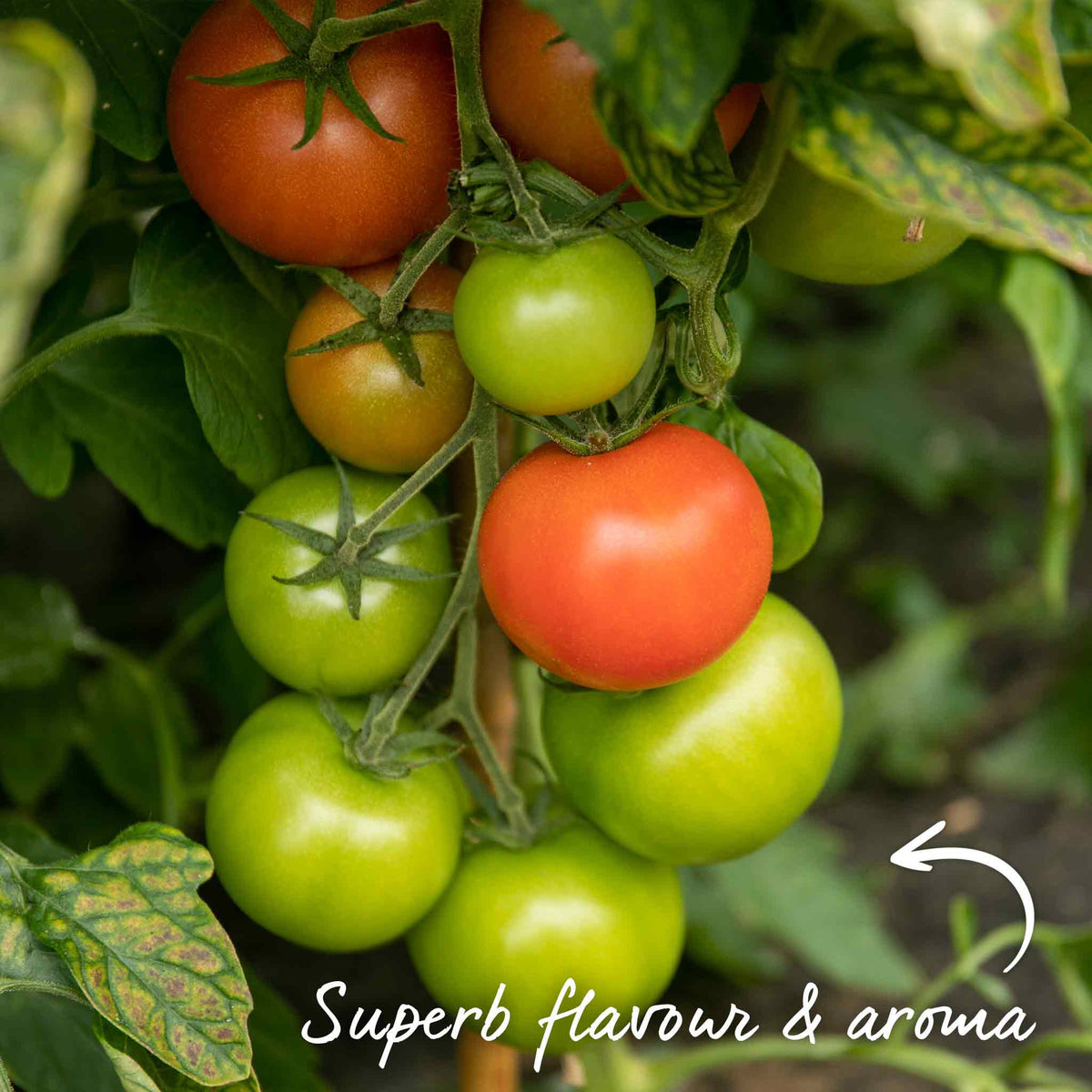 Grafted Cordon Tomato 'resibella' - Blight-resistant, Heavy-yielding 7cm Plant | Set of 1