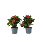 Crown Of Thorns - 2 Pcs. - Euphorbia 'milii' - Height 25-35cm - ⌀13cm | Set of 2 | Pink