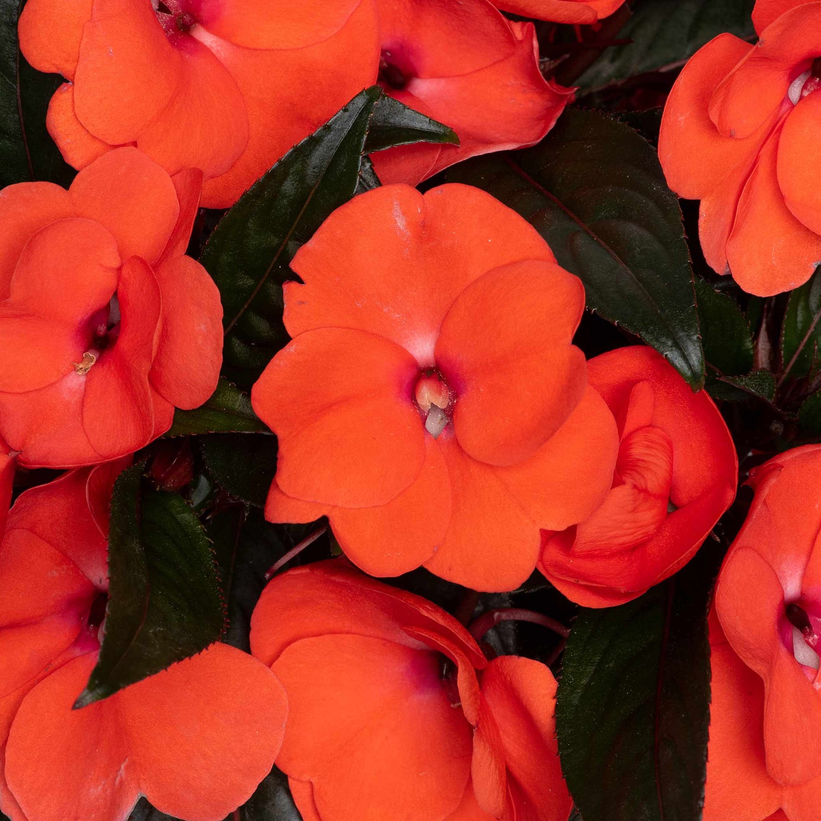 Busy Lizzie (new Guinea) 'clockwork Orange And Dark Leaf' | 12 x Plug Plants | Orange