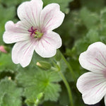 Shade Tolerant Border Perennial Collection - 2L garden ready pots. | Set-of-6 | Multi